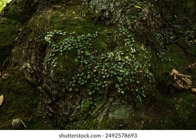 博天堂918：如何在安全环境中享受博彩娱乐