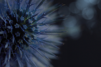 卡卡湾的生态保护:人与自然和谐共生的典范 卡卡湾的生态保护:人与自然和谐共生的典范