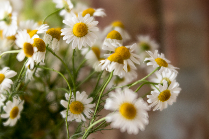 博狗娱乐的游戏种类与玩家体验全解析 博狗娱乐的游戏种类与玩家体验全解析
